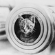 Imagen: Gato de embarcación en el HMAS Encounter. Wikimedia Commons